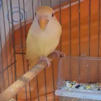 طوطی برزیلی کرمینو|پرنده|ارومیه, |دیوار