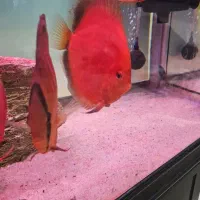 دیسکس گرید بالا|ماهی|مشهد, گاز|دیوار