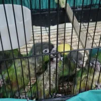 جوجه گرینچیگ|پرنده|یزد, |دیوار