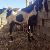 شاه بز گلابی کاموری استثنایی