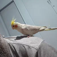 عروس هلندی نر ۳ ماه