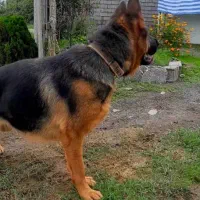 شرمن شپرد ماده|سگ|آستانه اشرفیه, |دیوار