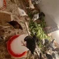 جوجه نژاد دار مرغ خروس|حیوانات مزرعه|کرمانشاه, |دیوار