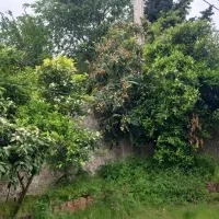 باغ-میوه-4دیواری-بارختان-چند-ساله-و-قابلیت