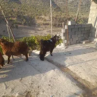 بره نر وکهرنر|حیوانات مزرعه|منج, |دیوار