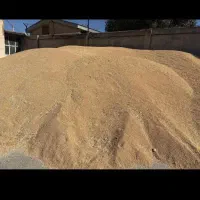 گندم امسال