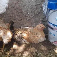 مرغ وخروس محلی ،غاز و اردک روسی در شهر هویزه