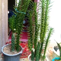 چند نوع گل کاکتوس
