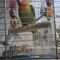 یک جفت طوطی برزیلی