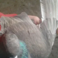 کبوتر جفت کله ای هندی|پرنده|شاهین‌شهر, خبرنگار|دیوار