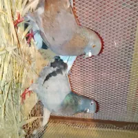 چندجفت سرخ و زرهی|پرنده|بابل, |دیوار