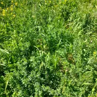 ۲هزارمتر یونجه تر آماده برش  فقط۶میلیون