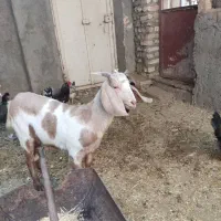 کره دورگ سانن