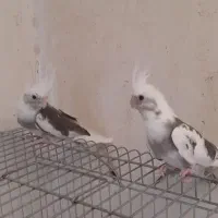 عروس هلندی آلبینو دو کت