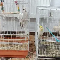 عروس هلندی بالغ