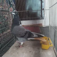 کبوتر سبز