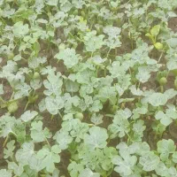 نهال هندوانه میکادو