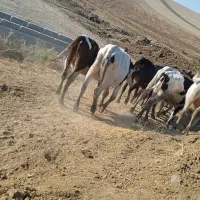 فروش