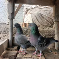 یک جفت کبوتر پرشی
