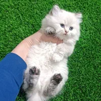 گربه بریتیش|گربه|مشهد, حضرت حجت|دیوار