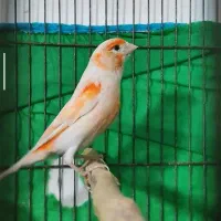 قناری|پرنده|سیرجان, |دیوار