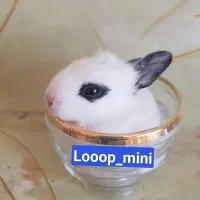 کادوی|موش و خرگوش|بروجرد, |دیوار