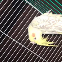 عروس هلندی  لوتینو چشم شرابی و دوکت