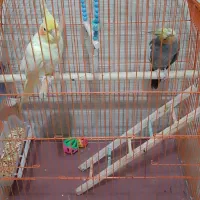 عروس هلندی