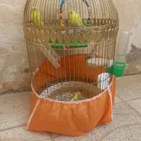 فروش یک جفت مرغ عشق جوان و سرحال|پرنده|بانه, |دیوار