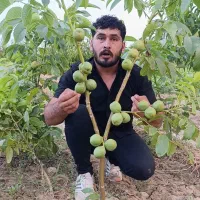 فروش نهال گردو فرانسوی