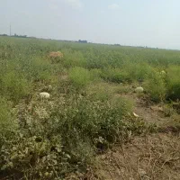 هندوانه دامی
