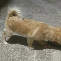 اشپیتز روباهی