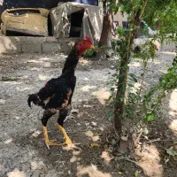 خروس لاری اوشامو