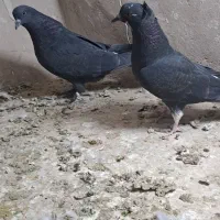 جوجه|پرنده|کاشان, درب اصفهان|دیوار