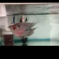 فلاور باکس ماهی