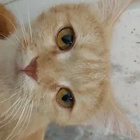 گربه ماده رایگان