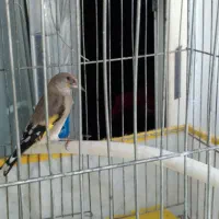 پرنده سهره|پرنده|شاهینشهر, مسکن مهر|دیوار