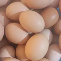 تخم مرغ محلی