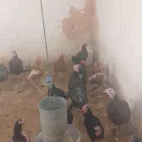 انواع مرغ خروس و بوقلمون|حیوانات مزرعه|سبزوار, امیر کبیر|دیوار