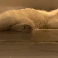 گربه اسکاتیش