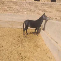 قاطر نر جوان درشت