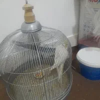 عروس هلندی تر تمیز و سالم خوش خوراک