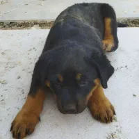 واگذاری سگ|سگ|بومهن, |دیوار