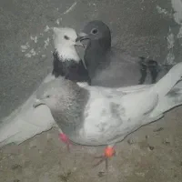 پرنده|حیوانات|مشهد, پروین اعتصامی|دیوار