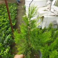 کاج طلایی سطل ۴