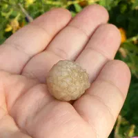 زوعه مار|جواهرات|یاسوج, |دیوار