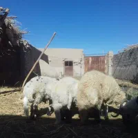 بره نر چاق محلی