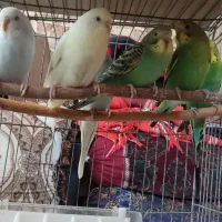 فروش ۷ عدد مرغ عشق قیمت مناسب