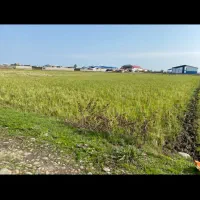 فروش شالیزار|فروش زمین و ملک کلنگی|آستارا, |دیوار