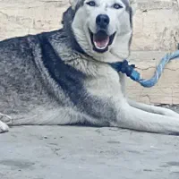 هاسکی گم شده